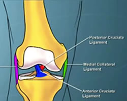 Animation of Knee Ligament Anatomy